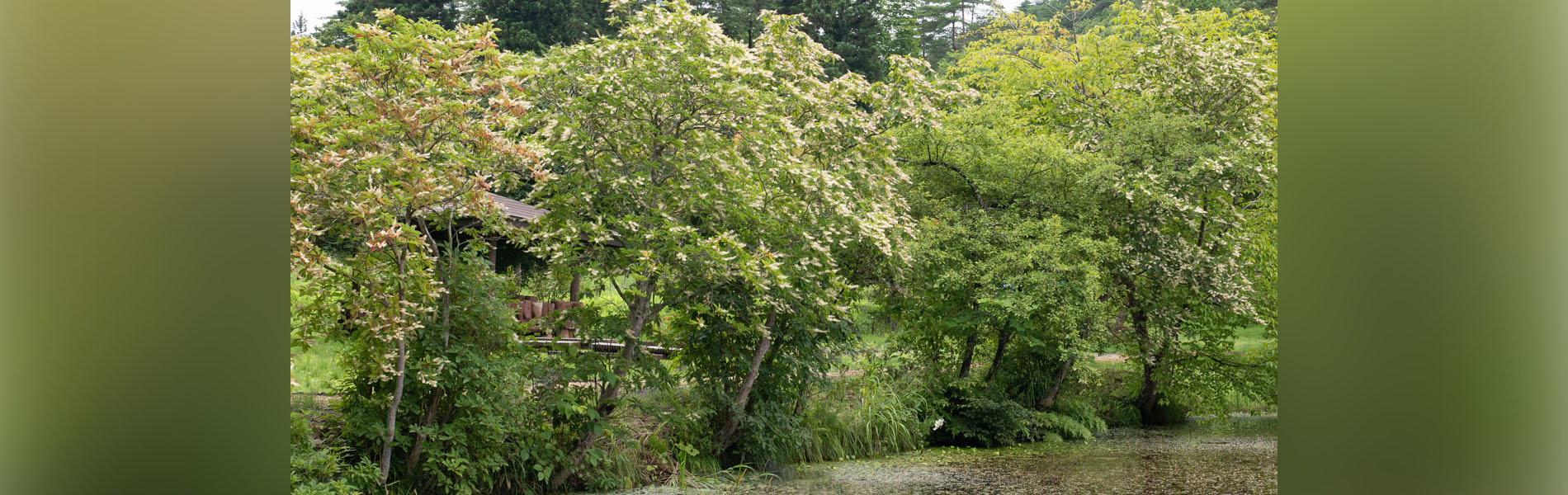 くぼかわ里山日記より