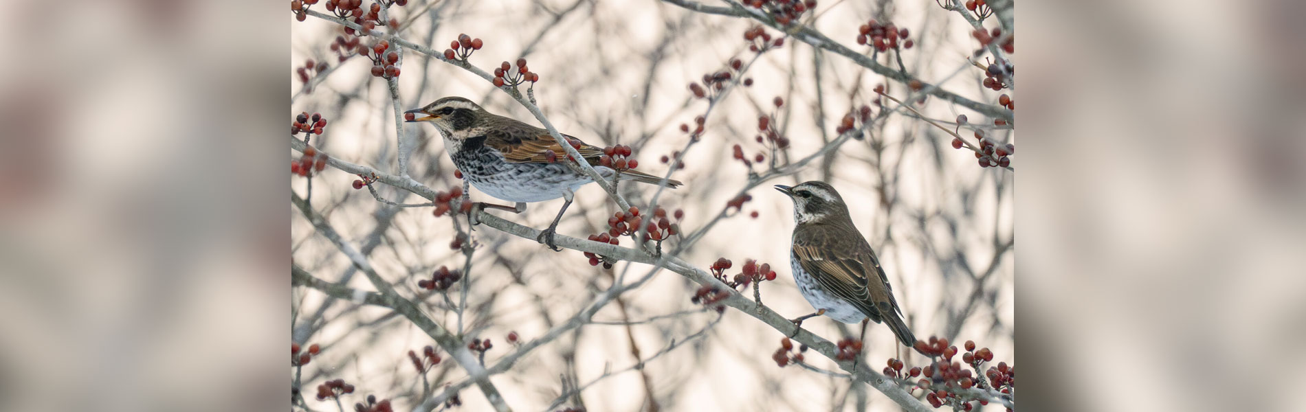 くぼかわ里山日記より