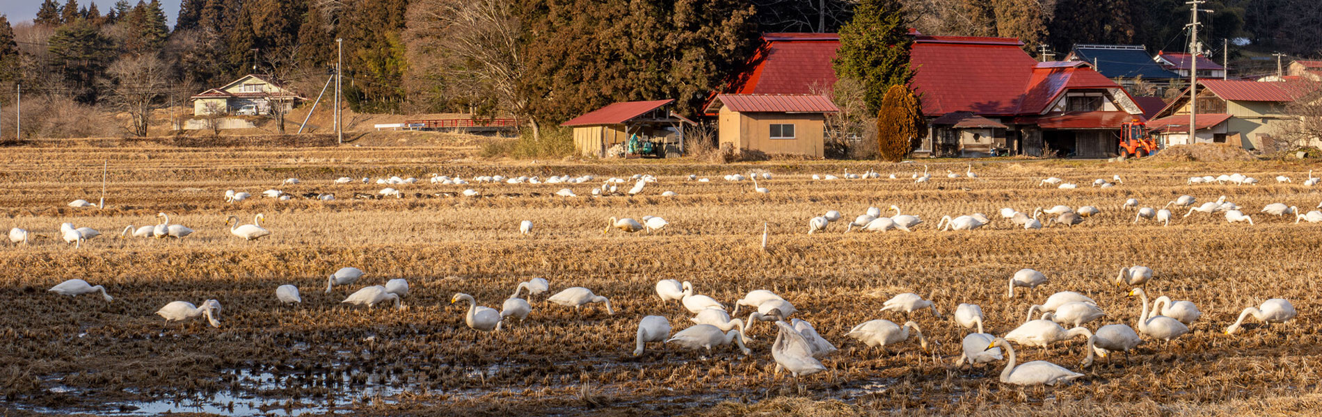 くぼかわ里山日記より